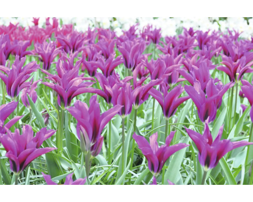 Feld mit lilafarbenen Tulpenblüten