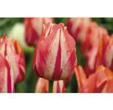 Nahaufnahme einer rot-weiss gestreiften Tulpe