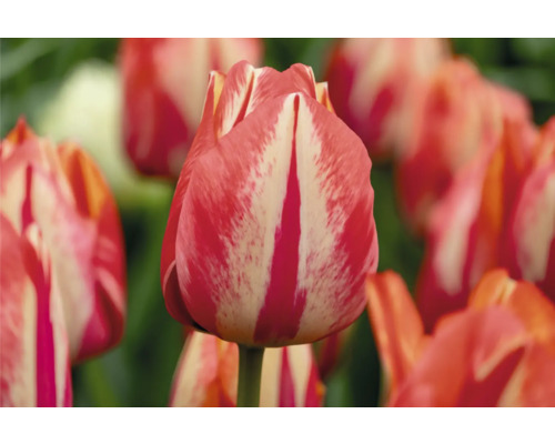 Nahaufnahme einer rot-weiss gestreiften Tulpe