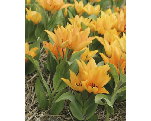 Feld mit gelben Tulpenblüten und grünen Blättern.