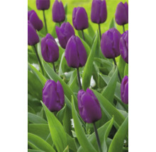 Feld mit blühenden lila Tulpen