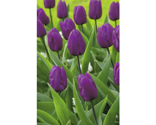 Feld mit blühenden lila Tulpen