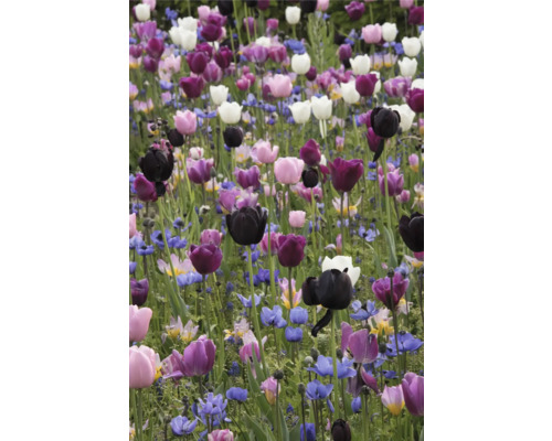 Feld mit Tulpen und anderen Frühlingsblumen