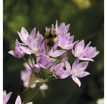 Eine Hummel auf einer violetten Zierlauchblüte.