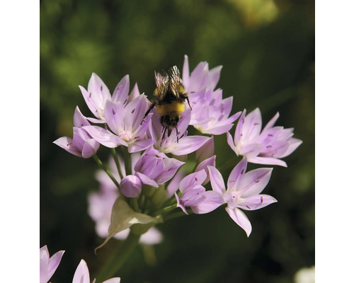 Eine Hummel auf einer violetten Zierlauchblüte.