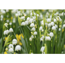 Nahaufnahme von Märzenbechern mit hängenden, glockenförmigen Blüten