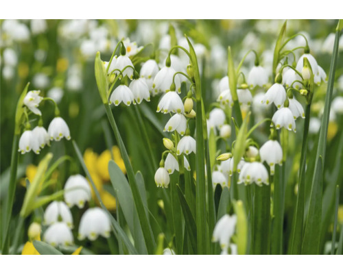 Nahaufnahme von Märzenbechern mit hängenden, glockenförmigen Blüten