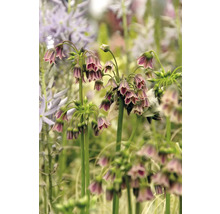 Nahaufnahme von Nectaroscordum Flowers
