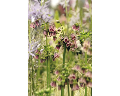 Nahaufnahme von Nectaroscordum Flowers