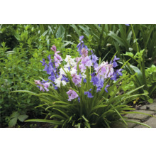 Blütenstand mit Hyazinthenglockenblumen im Garten