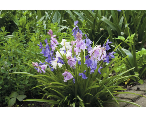 Blütenstand mit Hyazinthenglockenblumen im Garten