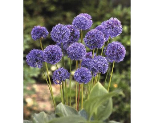 Blühender Zierlauch im Garten