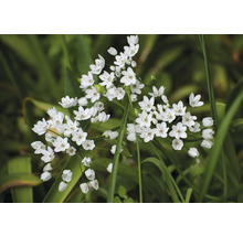 Nahaufnahme von Grassblättern mit Bündeln von Blumenzwiebeln