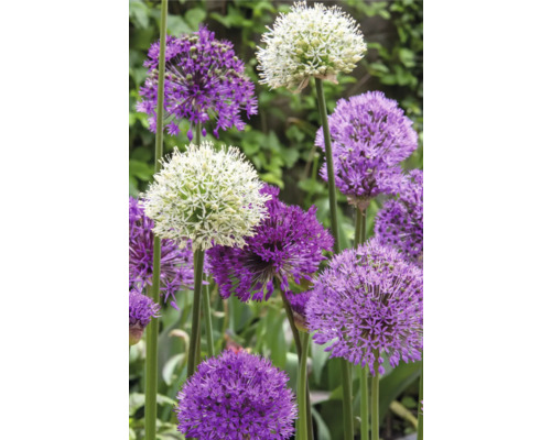 Nahaufnahme von Zierlauchblüten im Garten