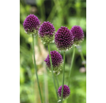 Nahaufnahme von Zierlauchblüten im Garten