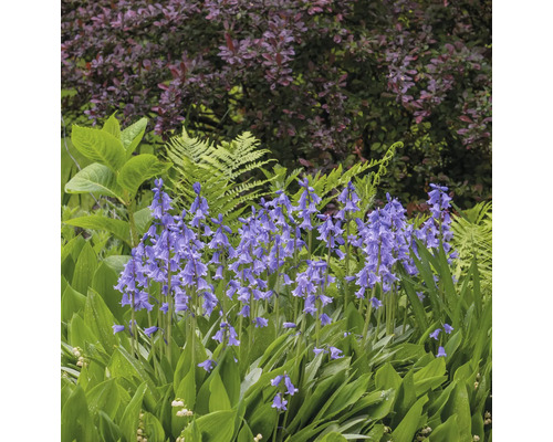 Gartenansicht mit blühenden Hasenglöckchen zwischen Farnen und Sträuchern