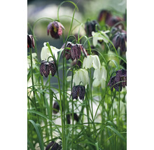 Schachbrettblumen im Gartenbeet