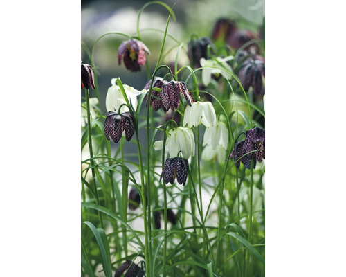 Schachbrettblumen im Gartenbeet