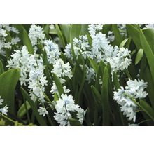 Nahaufnahme von Scilla siberica Blumen mit Blättern