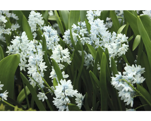 Nahaufnahme von Scilla siberica Blumen mit Blättern