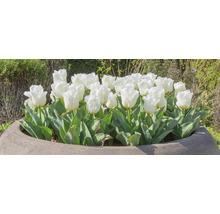 Gruppe weißer Tulpen in einem Pflanzgefäß