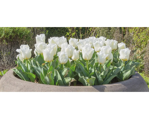 Gruppe weißer Tulpen in einem Pflanzgefäß