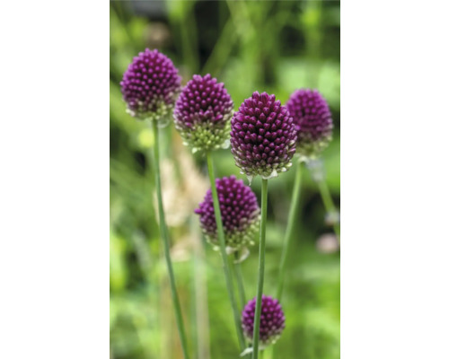 Nahaufnahme von Zierlauchblüten im Garten