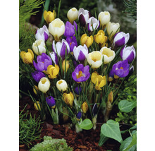 Blühende Krokusse im Gartenbeet