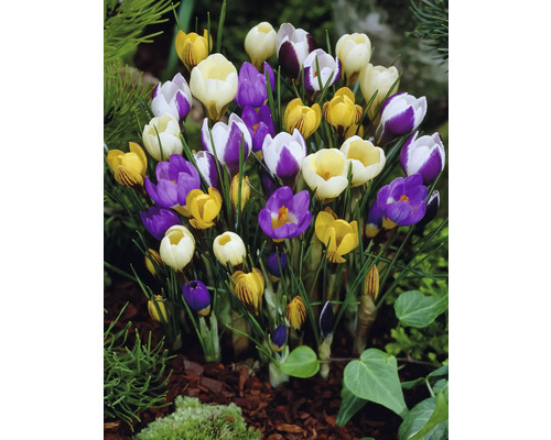 Blühende Krokusse im Gartenbeet