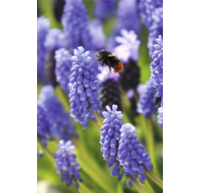 Blaue Traubenhyazinthen mit einer Hummel