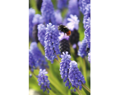 Blaue Traubenhyazinthen mit einer Hummel