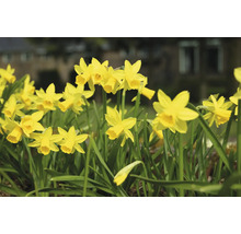 Gelbe Narzissen im Gartenbeet.