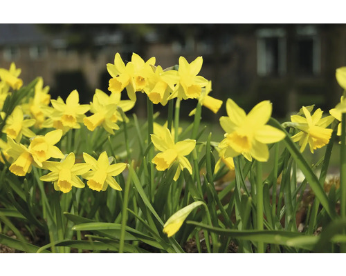 Gelbe Narzissen im Gartenbeet.