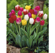 Blühende Tulpen im Gartenbeet.