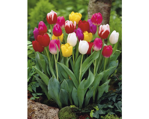 Blühende Tulpen im Gartenbeet.