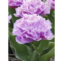 Nahaufnahme einer lila gefransten Tulpe mit grünen Blättern