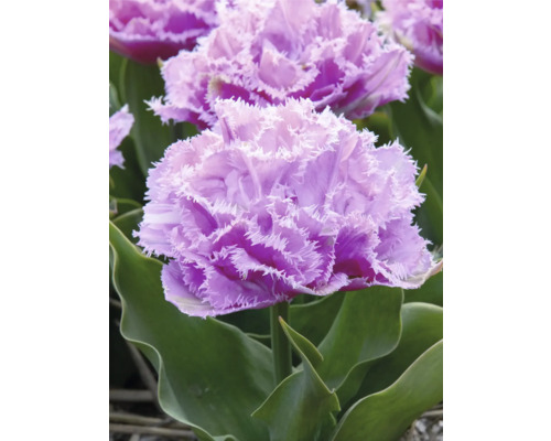 Nahaufnahme einer lila gefransten Tulpe mit grünen Blättern