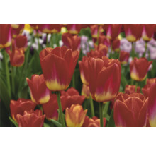 Feld mit roten Tulpenblüten