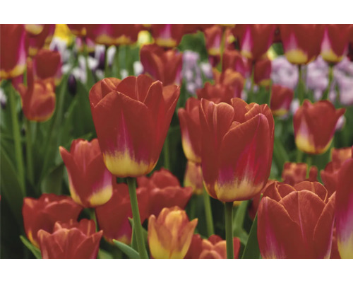 Feld mit roten Tulpenblüten