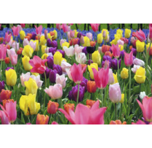 Feld mit verschiedenen Tulpensorten