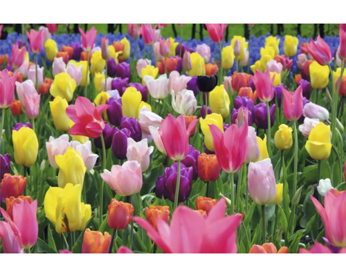 Feld mit verschiedenen Tulpensorten