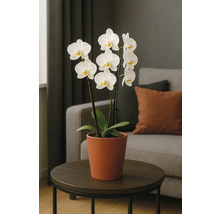 Orchidee in einem Topf auf einem Tisch