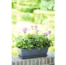 Geranien in rechteckigem Pflanzkasten auf einer Mauer