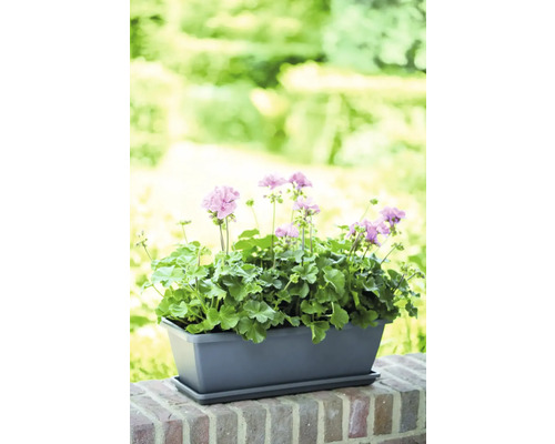 Geranien in rechteckigem Pflanzkasten auf einer Mauer