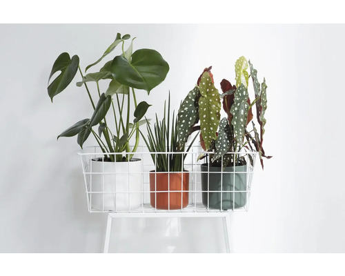 Drei Zimmerpflanzen in Töpfen auf einem weißen Metallregal.