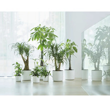 Eine Gruppe verschiedener Zimmerpflanzen in passenden Pflanzgefäßen.