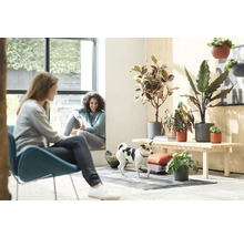 Helle Raumszene mit zwei Frauen, einem Hund und Zimmerpflanzen auf einer Holzbank