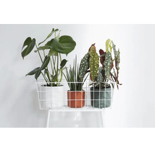 Drei Zimmerpflanzen in Töpfen auf einem weißen Metallregal.