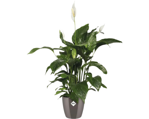 Einblatt Pflanze im Topf mit Elho Logo