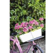 Fahrrad mit weißem Blumenkasten und rosa Geranien